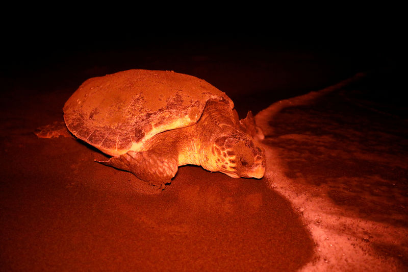 © Reuters. Una tortuga desovando en la playa Iztuzu cerca de Dalyan, Turquía