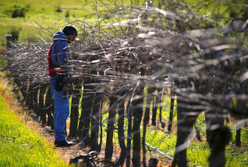 © Reuters. Joel Knight cuts unwanted branches from vines at his family's plot at Mount McKenzie, located on the outskirts of the town of Angaston in the Barossa Valley