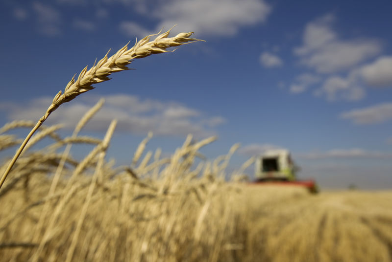 © Reuters. A combine harvests wheat in a field near the town of Akkol