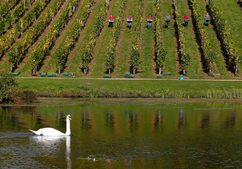 © Reuters. FILE PHOTO: A swan swims on a lake as volunteers and staff carry crates of grapes in the annual harvest at the historic vineyard at Painshill 18th century landscape garden in Cobham.