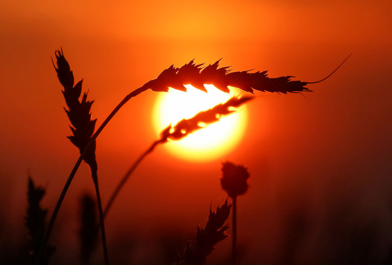 © Reuters. Колосья пшеницы в поле близи поселка Тальники Красноярского края