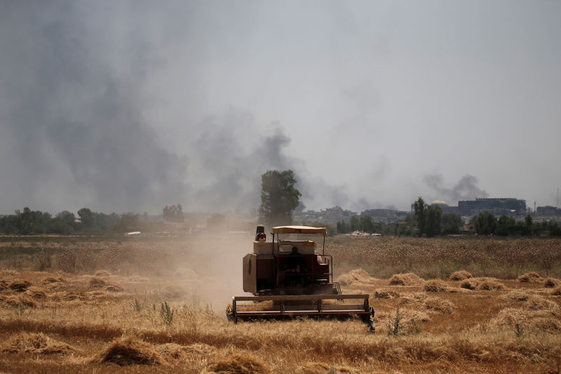 © Reuters. حصري-العراق ينوي خفض مساحة القمح المروية للنصف بسبب شح المياه