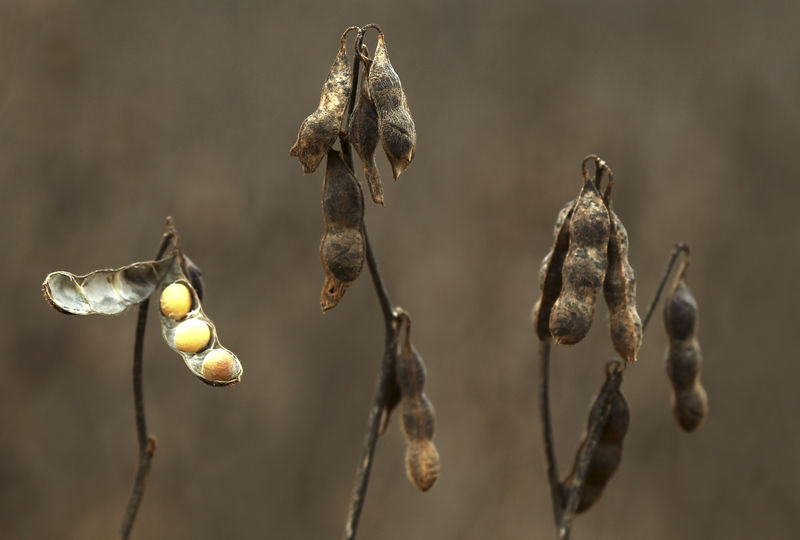 © Reuters. Visão do cultivo de soja em uma fazenda na cidade de Primavera do Leste, no Mato Grosso