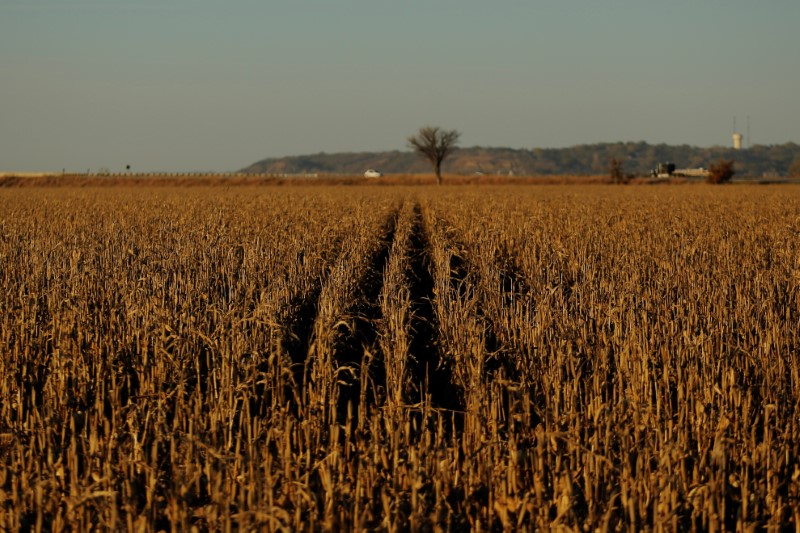 © Reuters. Plantação de milho em Defiance, Iowa, EUA