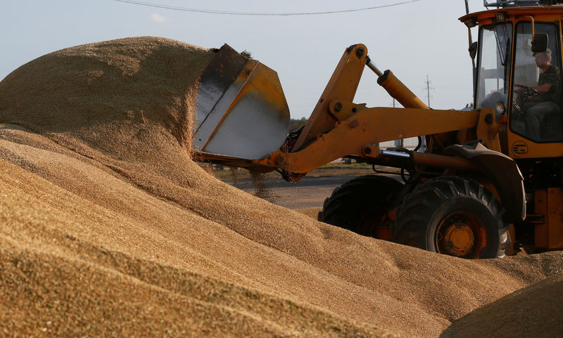 © Reuters. Зерно на аграрном предприятии Солгонское в посёлке Тальники