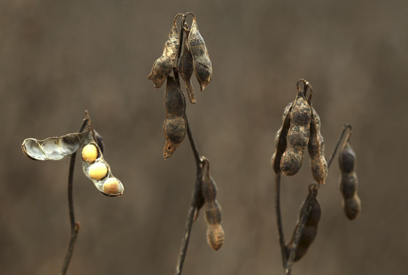 © Reuters. Cultivo de soja em fazenda