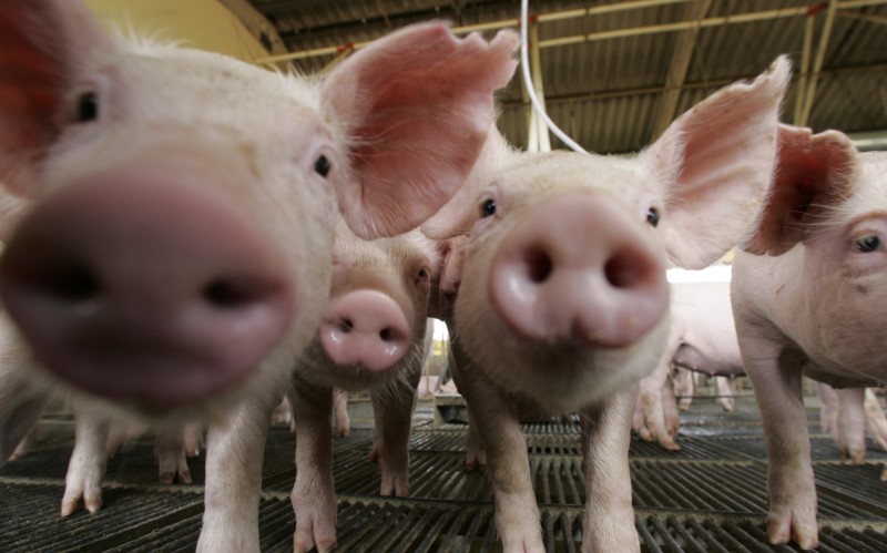 Â© Reuters. Porcos em fazenda em Lucas do Rio Verde, Mato Grosso, Brasil