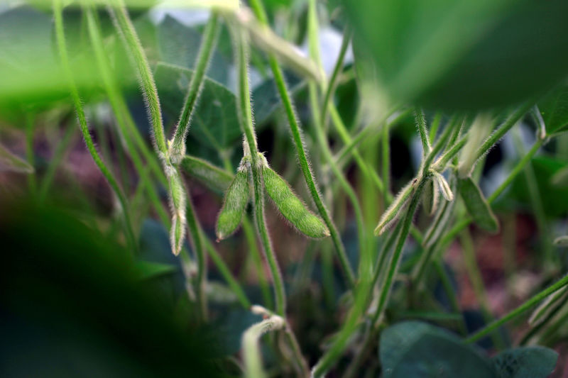 © Reuters. FILE PHOTO: Soybeans grow in a field on BJ Reeg's farm in Bellevue Iowa