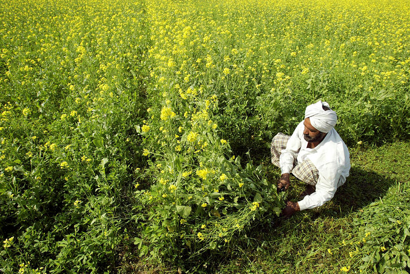 © Reuters. India insta a China a que permita la importación de harina de colza
