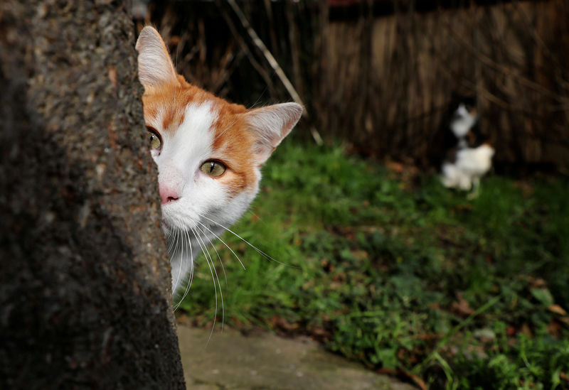 © Reuters. Gato é visto em Istambul, Turquia