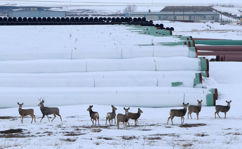 © Reuters. Deer gather at a depot used to store pipes for Transcanada Corp's planned Keystone XL oil pipeline in Gascoyne