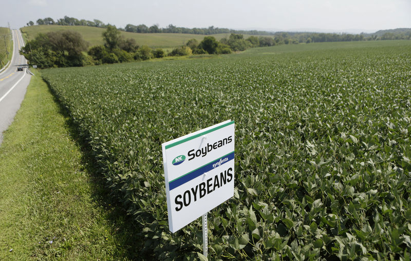 © Reuters. Soybean field is seen in Coatsville Maryland