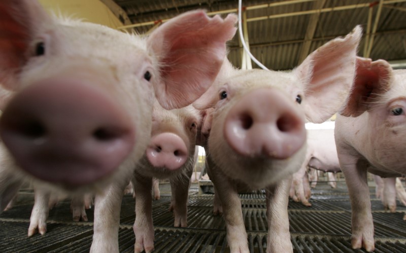 © Reuters. Porcos em fazenda em Lucas do Rio Verde, Mato Grosso, Brasil