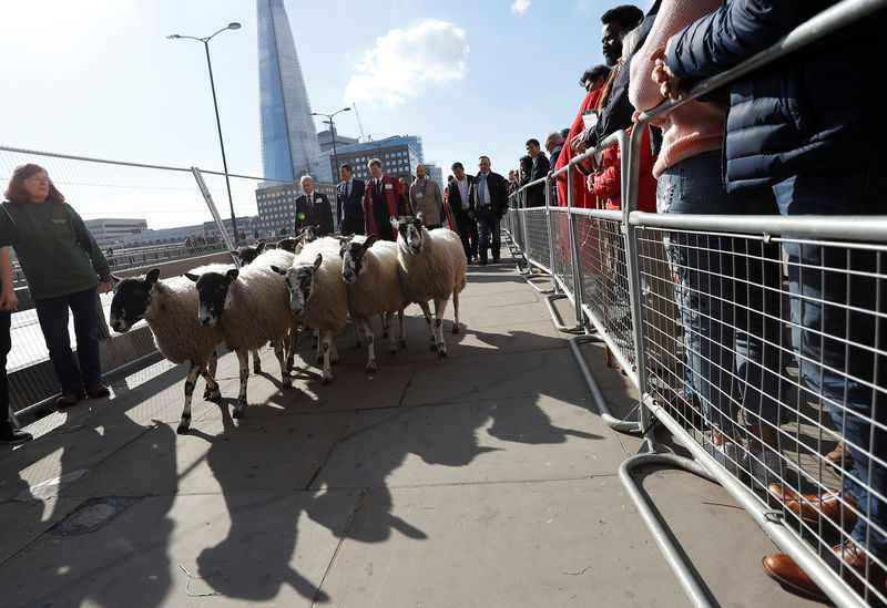 © Reuters. إحياء لتقليد قديم... مقدم برامج تلفزيونية يقود خرافا على جسر لندن