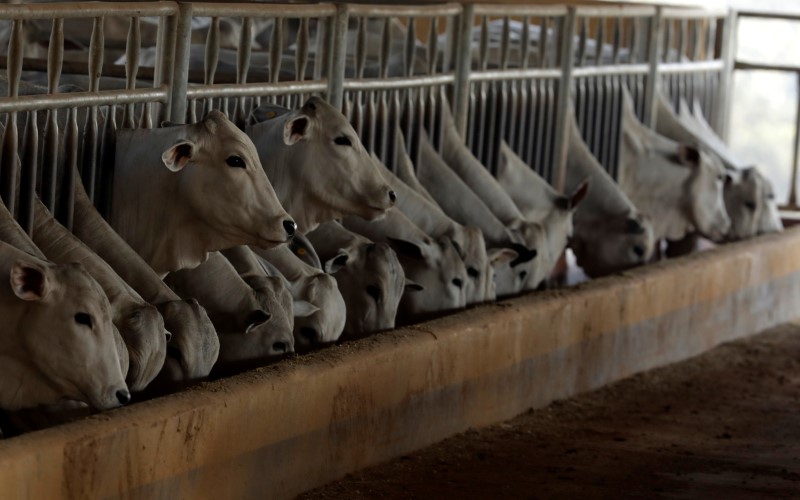 © Reuters. Gado em fazenda na cidade de Paulínia, Brasil