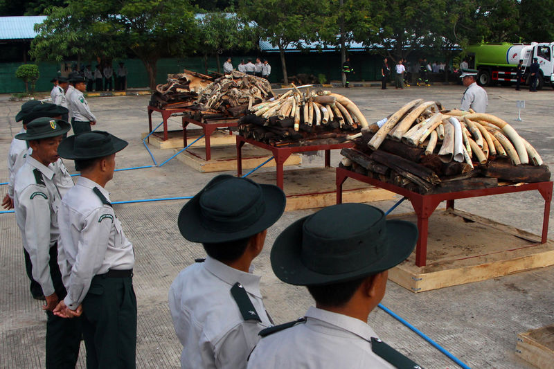 © Reuters. Confiscated ivory and illegal wildlife parts are seen before they are burned by Myanmar's Ministry of Natural Resources and Environmental Conservation in Naypyidaw, Myanmar