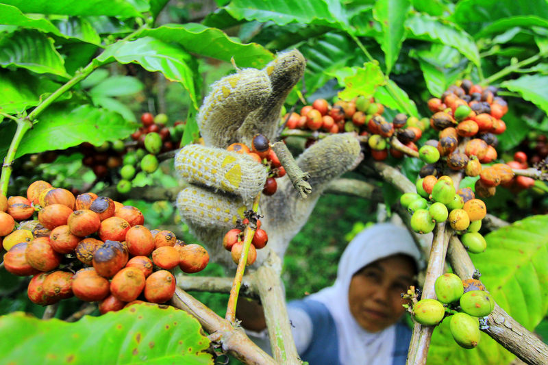 © Reuters. Mulher trabalha na colheita do café em Banyuwangi, na Indonésia