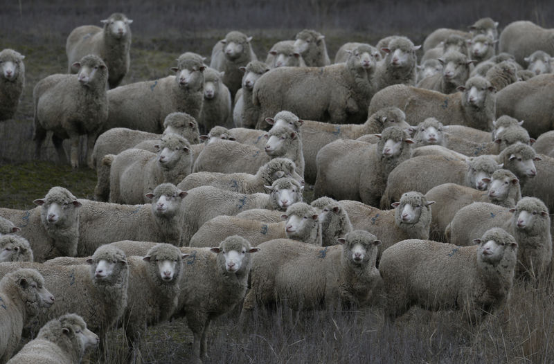 © Reuters. Овцы в поле в селе Дивное Ставропольского края