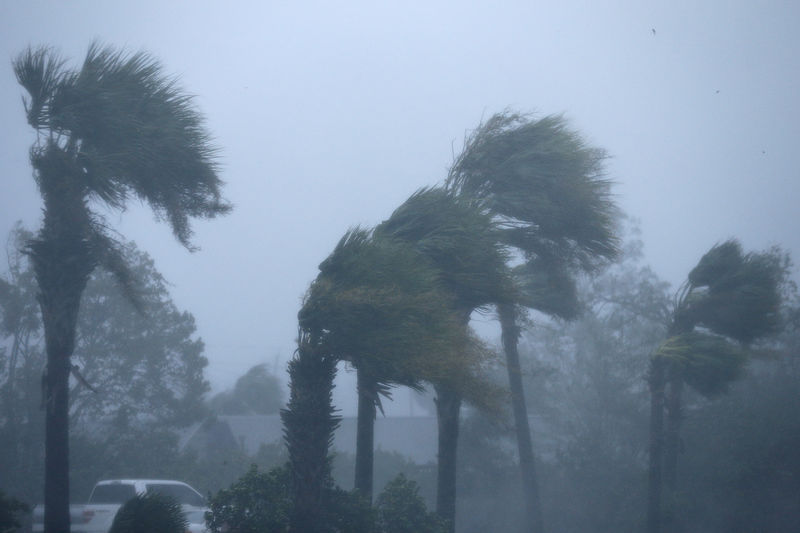 © Reuters. Árvores durante passagem do furacão Michael em Panama City Beach, Flórida