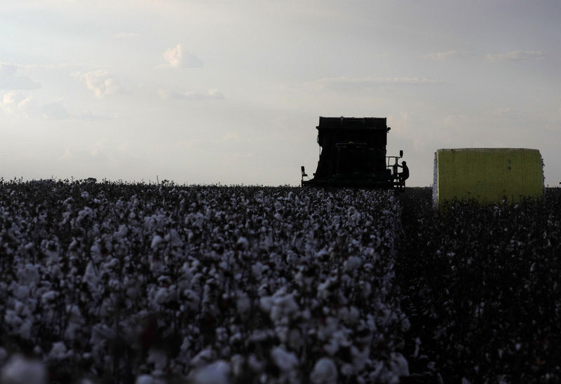 © Reuters. Machines work collecting cotton at the Guarani Farm of the Catelan family, in Roda Velha district near Luis Eduardo Magalhaes