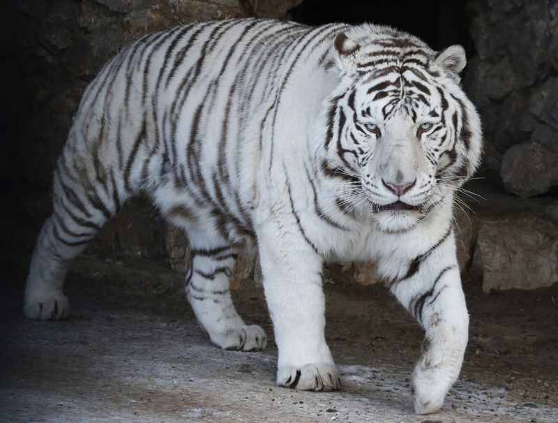 © Reuters. جمعية خيرية تحث الاتحاد الأوروبي على مكافحة تجارة النمور
