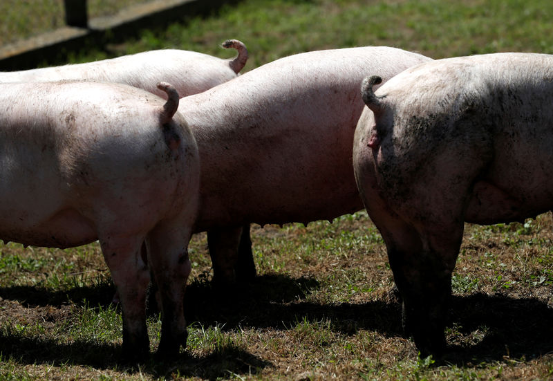 © Reuters. DES GRILLAGES À LA FRONTIÈRE FRANCO-BELGE CONTRE LA PESTE PORCINE