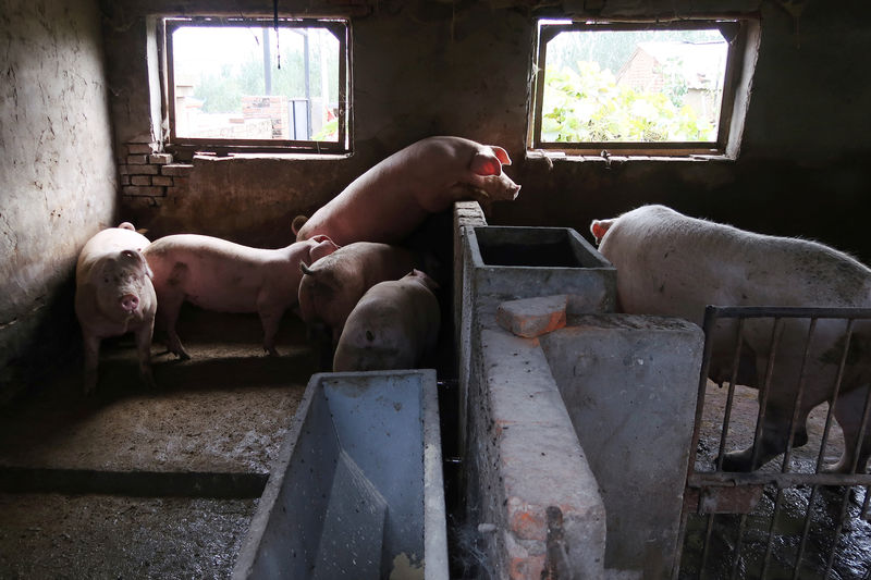 © Reuters. Свиньи на ферме в окрестностях Харбина