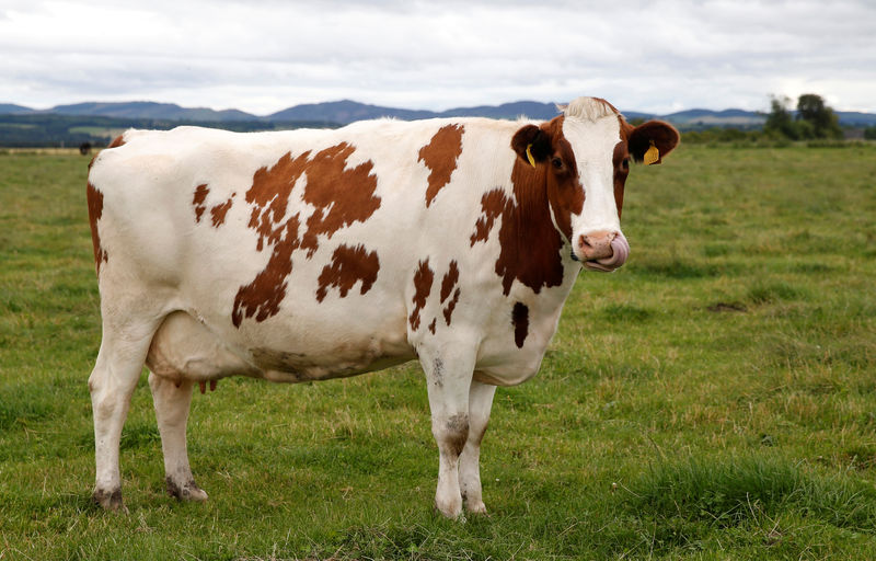 © Reuters. FILE PHOTO: Dairy cattle graze in a field in Scotland