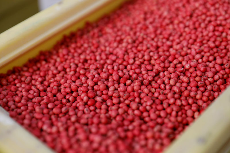© Reuters. FILE PHOTO: Soybean seeds in a container at a farm in Gideon, Missouri