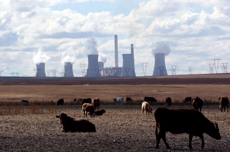 © Reuters. Коровы пасутся вблизи угольной электростанции Матла, эксплуатируемой компанией Eskom, в ЮАР