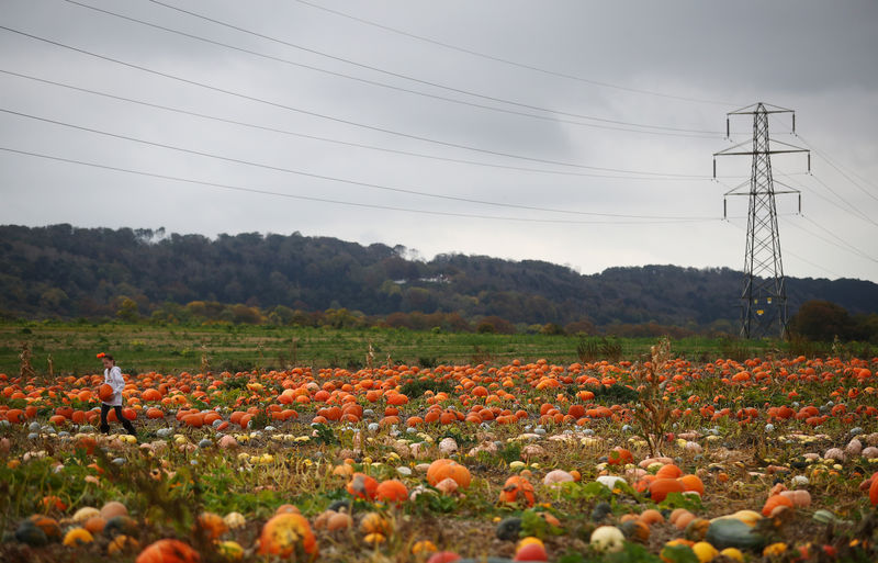 © Reuters. Girl carries a pumpkin through a field at Pumpkin Moon in Maidstone
