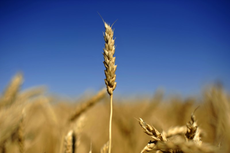 © Reuters. An ear of wheat is seen on the Canadian prairies near Lethbridge