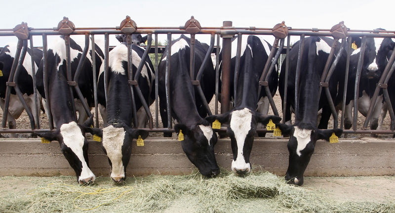 © Reuters. Dairy cows feed in Chino