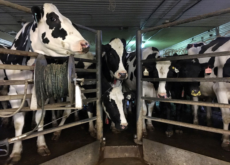 U.S. dairy farmers get little help from Canada trade deal
