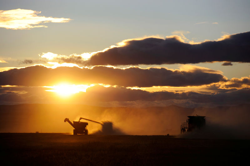 © Reuters. FILE PHOTO: Wheat is harvested on the Stephen and Brian Vandervalk farm near Fort MacLeod