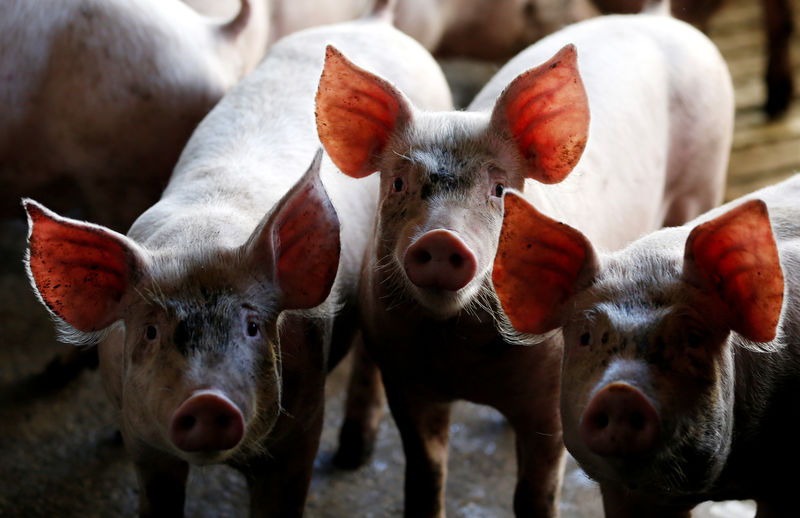 © Reuters. Pigs are seen standing in a pen at a farm in Carambei