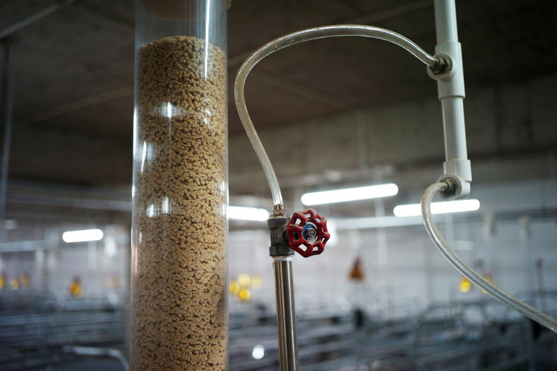 © Reuters. FILE PHOTO: Part of an automatic feeding system is seen inside Guangxi Yangxiang's high-rise pig farm at Yaji Mountain Forest Park in Guangxi