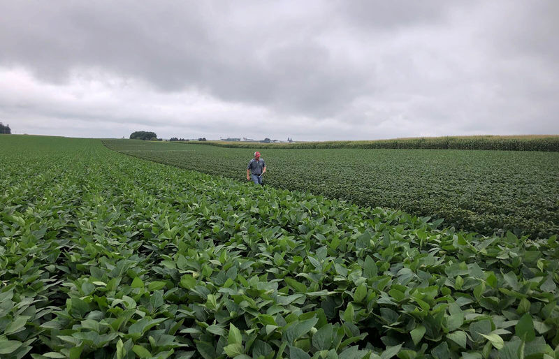 © Reuters. Soybean fields as part of University of Wisconsin research in Arlington