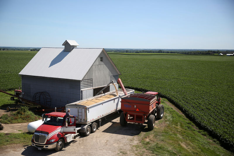 © Reuters. FILE PHOTO: A trailer is filled with soybeans at a farm in Buda Illinois
