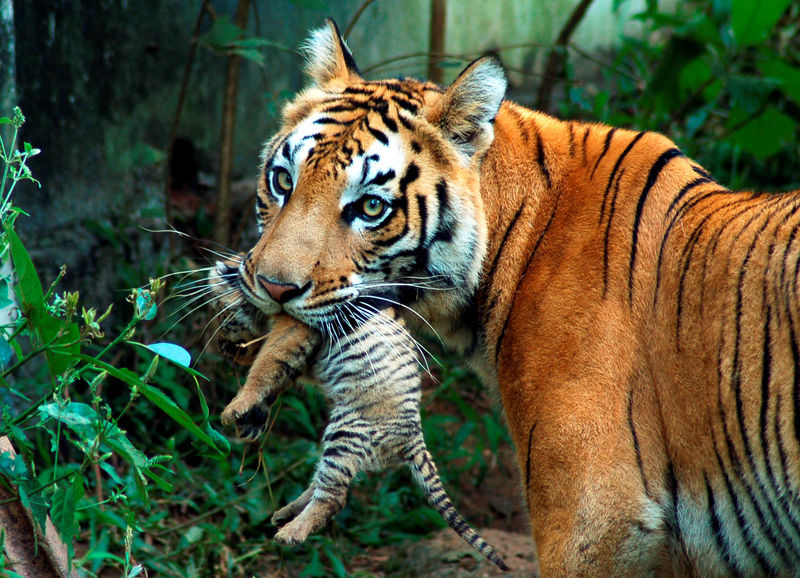 © Reuters. Tigresa carrega filhote em parque zoológico na cidade de Guwahati, na Índia