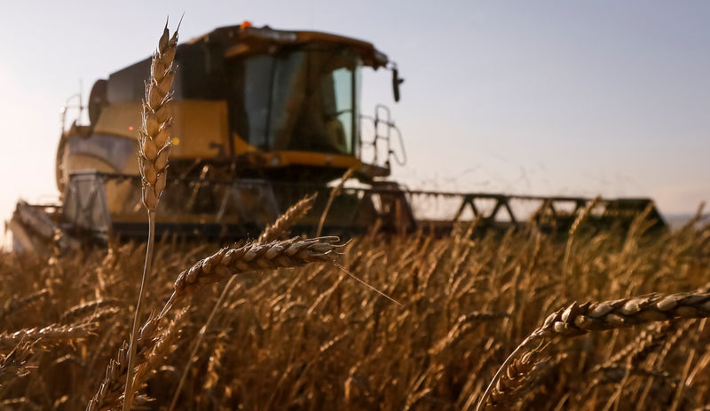 © Reuters. Комбайн собирает пшеницу на поле аграрного предприятия Солгонское в поселке Тальники Красноярского края