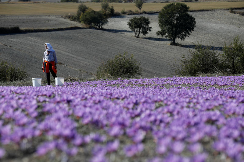 © Reuters. Evangelia Patsioura pauses as she harvests saffron flowers at her family's field in the town of Krokos