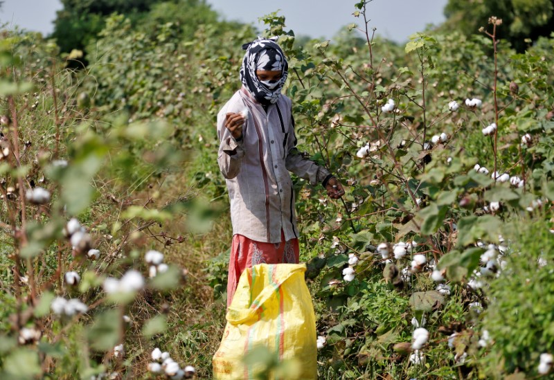 © Reuters. A worker harvests cotton in a field on the outskirts of Ahmedabad