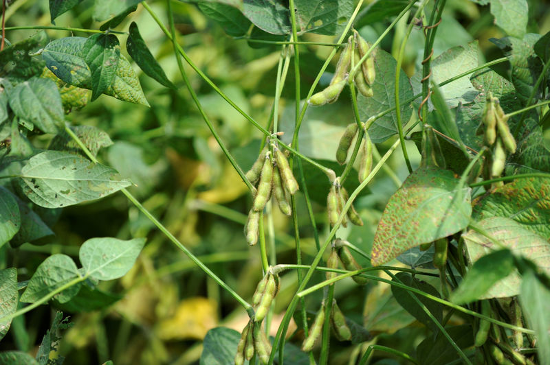 © Reuters. FILE PHOTO: Soybean plants are seen on a farm near Norborne, Missouri