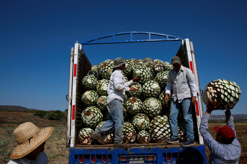 © Reuters. Los agricultores, también conocidos como jimadores, cargan corazones de agave azul en un camión después de la cosecha en Tequila, Jalisco, México