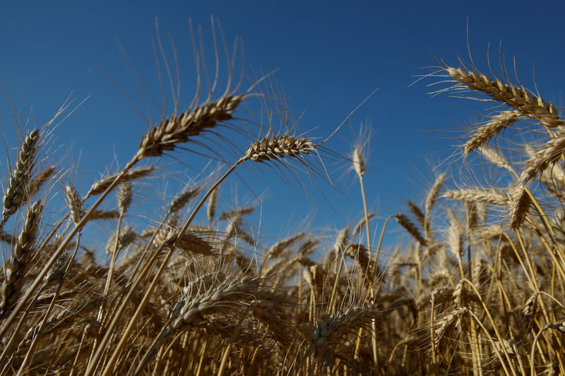 © Reuters. Колосья пшеницы в поле в Киевской области