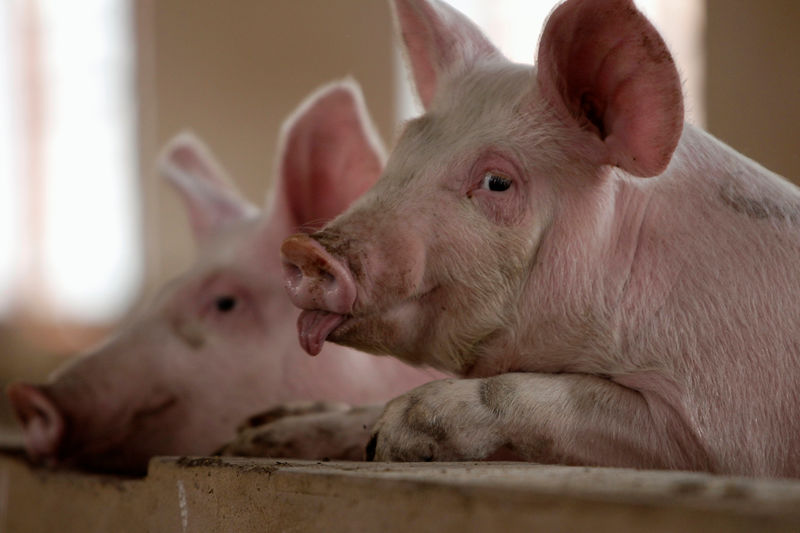 © Reuters. الصين تعلن عن أربع بؤر جديدة لحمى الخنازير الأفريقية