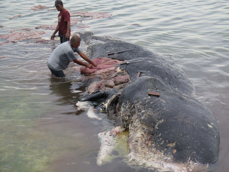 © Reuters. Hallan muerto en Indonesia a un cachalote con casi 6 kilos de plástico en el estómago