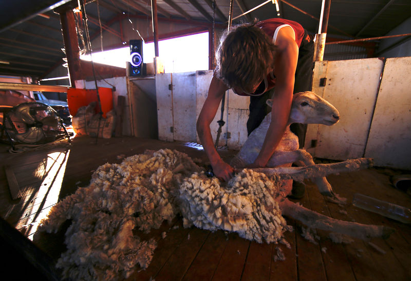 © Reuters. A shearer removes wool from a sheep on a drought-effected property located west of the New South Wales town of Tamworth