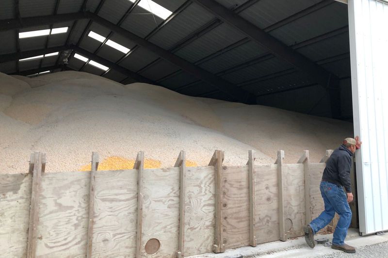 © Reuters. FILE PHOTO:  Eric Honselman opens a shed which holds 75,000 bushels of corn he was forced to store after his regular bins were filled to capacity with corn and soybeans on the family farm in Casey, Illinois